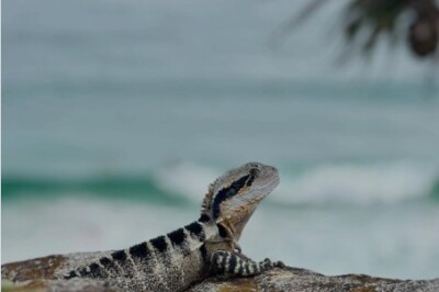 Water Dragons Coolangatta